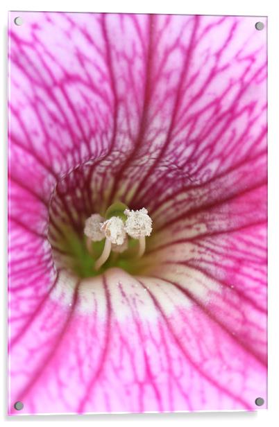  Macro of a pink Petunia Acrylic by Andrew Bartlett