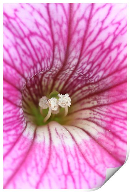  Macro of a pink Petunia Print by Andrew Bartlett