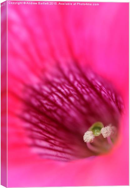  Macro of a Petunia. Canvas Print by Andrew Bartlett