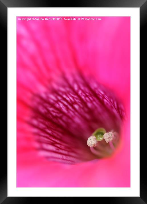  Macro of a Petunia. Framed Mounted Print by Andrew Bartlett