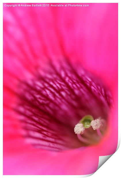  Macro of a Petunia. Print by Andrew Bartlett