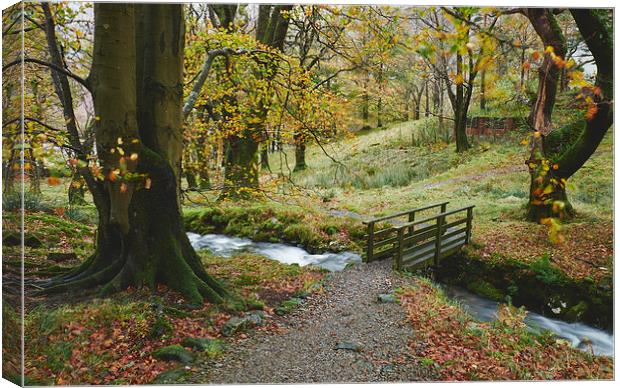 Footbridge and Beech tree blowing in the wind. Cum Canvas Print by Liam Grant