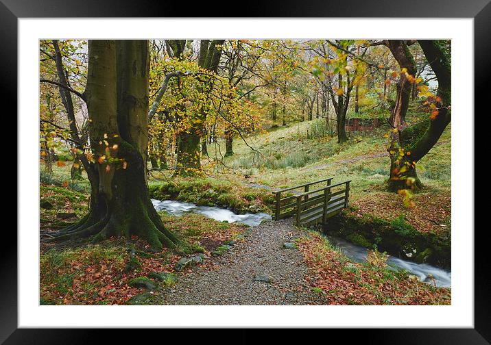 Footbridge and Beech tree blowing in the wind. Cum Framed Mounted Print by Liam Grant