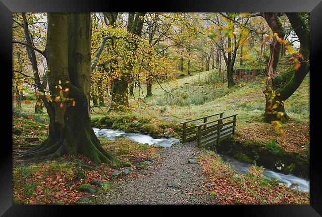 Footbridge and Beech tree blowing in the wind. Cum Framed Print by Liam Grant