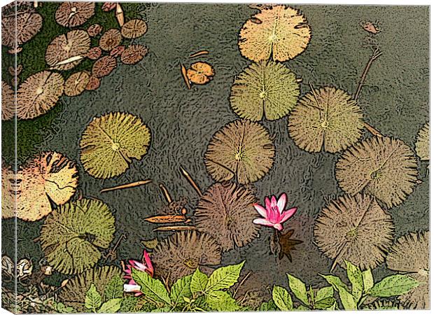 Lotus Pond Canvas Print by Mark Sellers