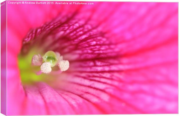  Macro of a Petunia Canvas Print by Andrew Bartlett