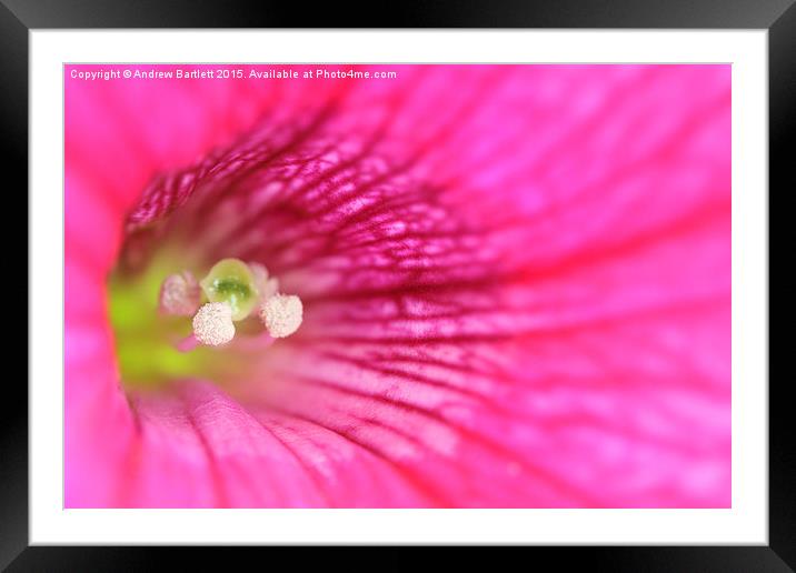  Macro of a Petunia Framed Mounted Print by Andrew Bartlett