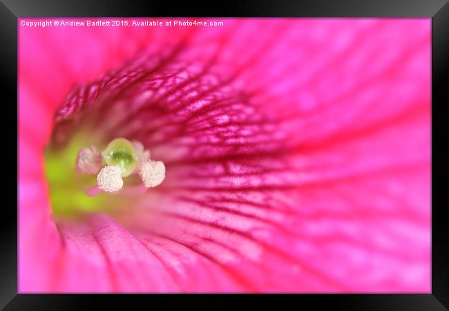  Macro of a Petunia Framed Print by Andrew Bartlett