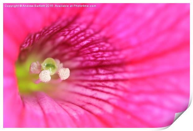  Macro of a Petunia Print by Andrew Bartlett