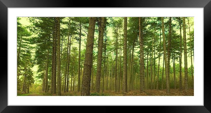  The pathway and The woods Framed Mounted Print by Sue Bottomley