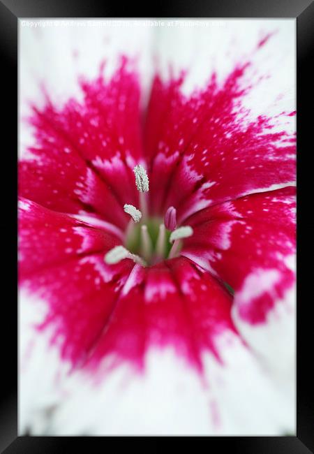  Macro of a Dianthus. Framed Print by Andrew Bartlett