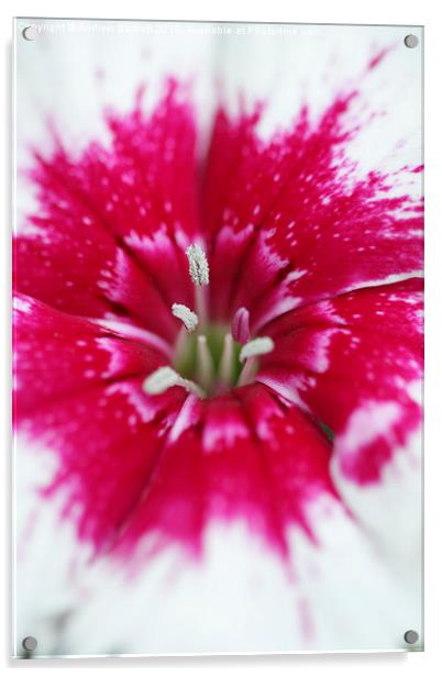  Macro of a Dianthus. Acrylic by Andrew Bartlett