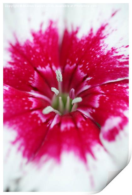  Macro of a Dianthus. Print by Andrew Bartlett