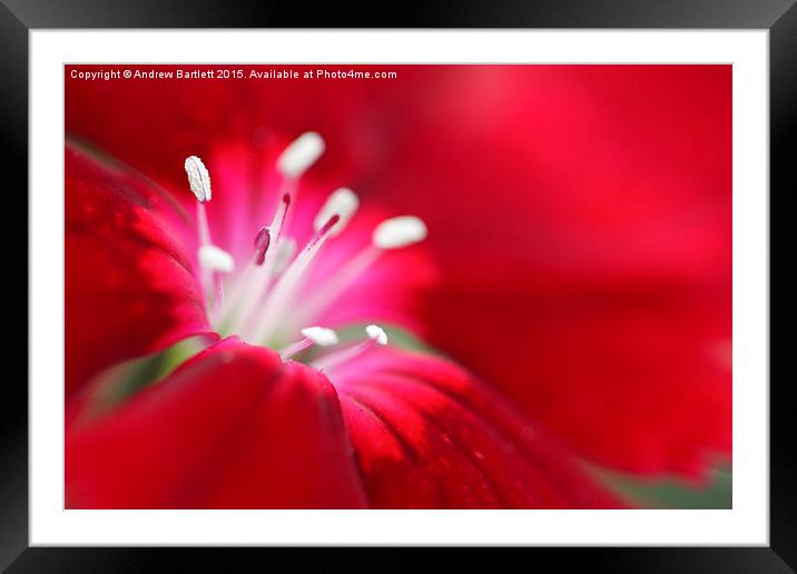  Macro of a Dianthus. Framed Mounted Print by Andrew Bartlett