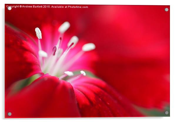  Macro of a Dianthus. Acrylic by Andrew Bartlett