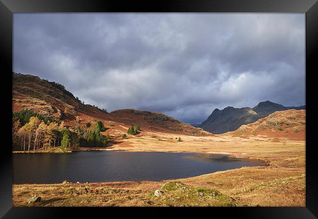 Blea Tarn with Langdale Pikes beyond. Cumbria, UK. Framed Print by Liam Grant