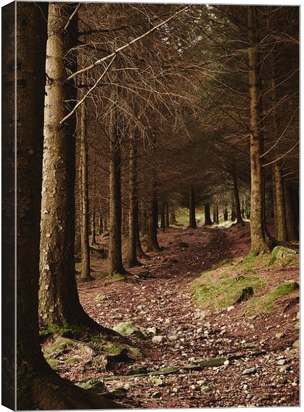 Path through forest near Blea Tarn. Cumbria, UK. Canvas Print by Liam Grant