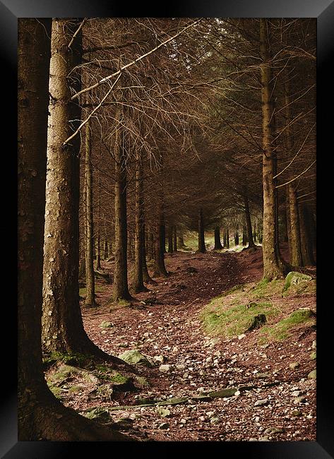 Path through forest near Blea Tarn. Cumbria, UK. Framed Print by Liam Grant