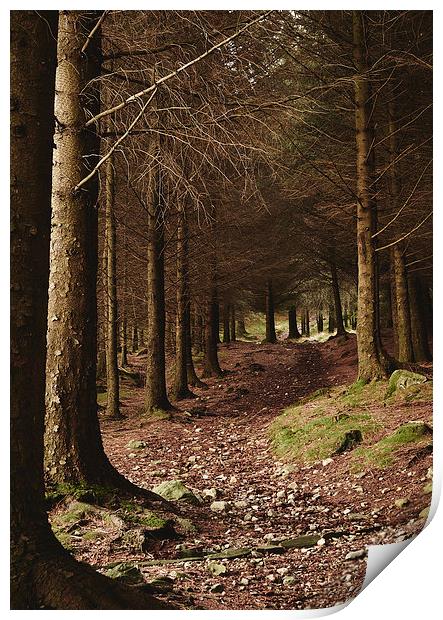 Path through forest near Blea Tarn. Cumbria, UK. Print by Liam Grant
