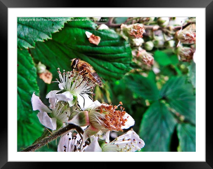  Wasp on flowers Framed Mounted Print by Derrick Fox Lomax
