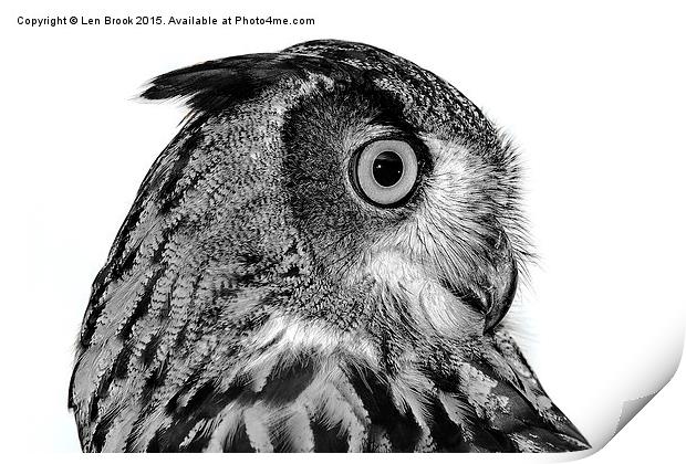 Eurasian Eagle Owl Print by Len Brook
