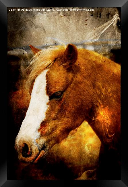  Chestnut Horse Framed Print by dave mcnaught