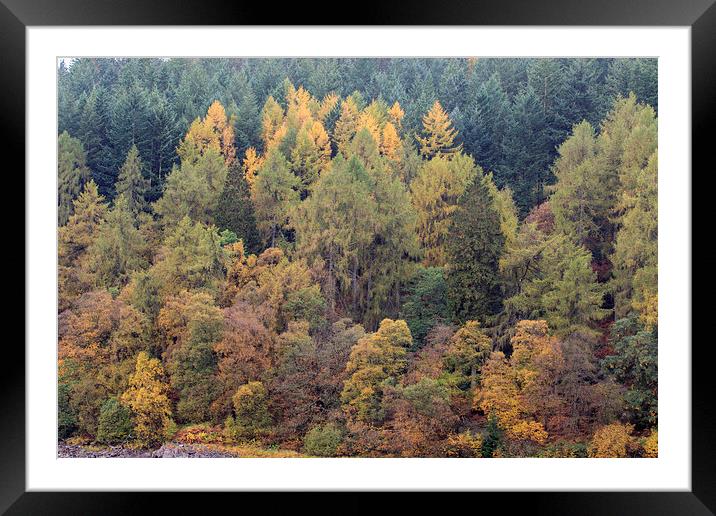 Autumn Leaves      Framed Mounted Print by chris smith