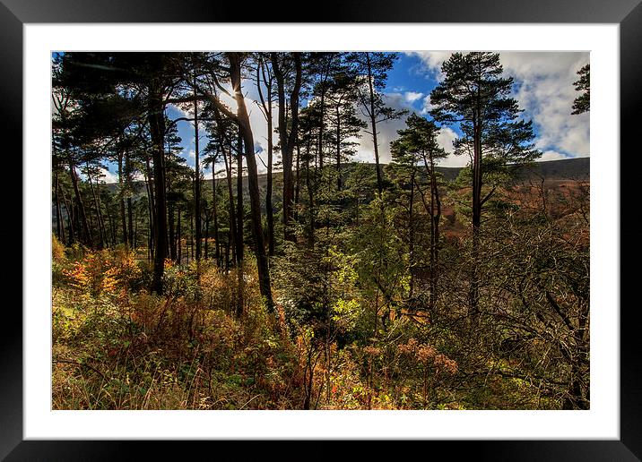 Autumn forest Leaves     Framed Mounted Print by chris smith