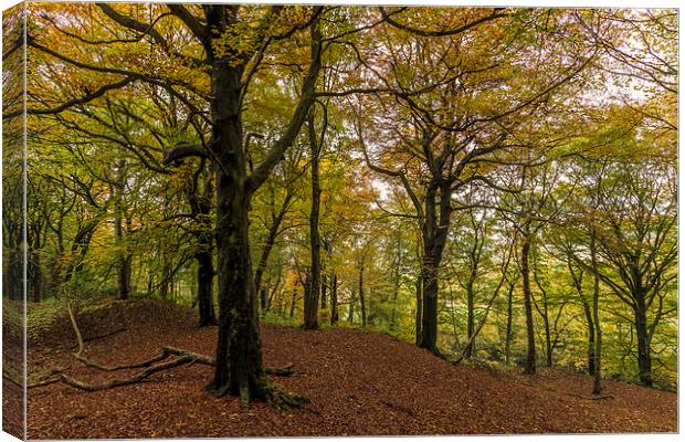 Autumn forest Leaves   Canvas Print by chris smith