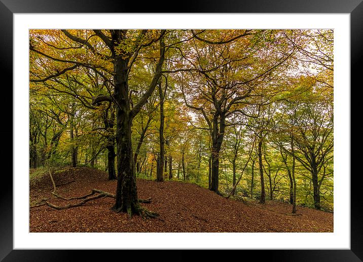 Autumn forest Leaves   Framed Mounted Print by chris smith