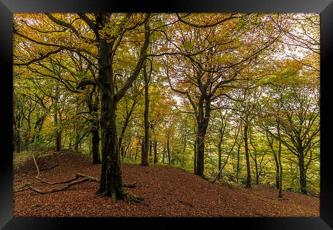 Autumn forest Leaves   Framed Print by chris smith