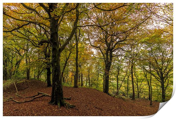 Autumn forest Leaves   Print by chris smith