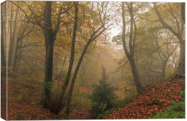 Foggy Autumn forest Leaves      Canvas Print by chris smith