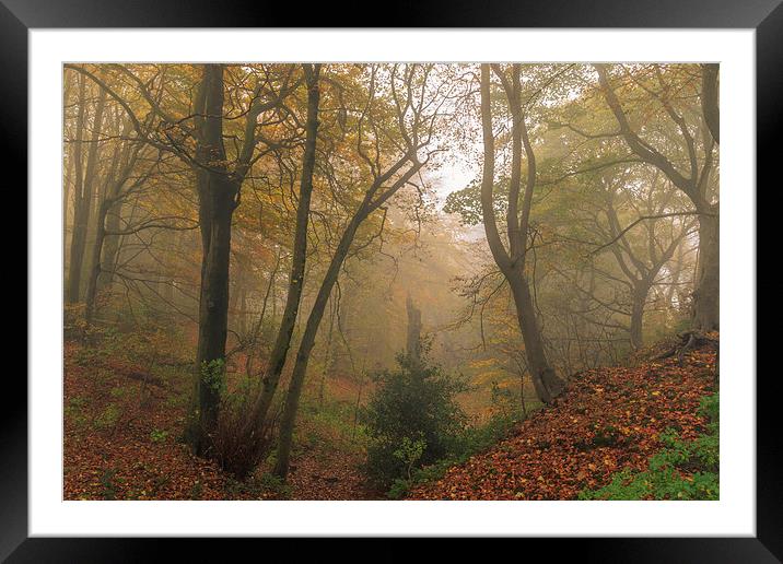 Foggy Autumn forest Leaves      Framed Mounted Print by chris smith