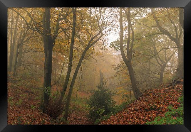 Foggy Autumn forest Leaves      Framed Print by chris smith