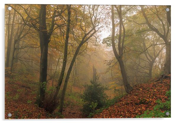 Foggy Autumn forest Leaves      Acrylic by chris smith
