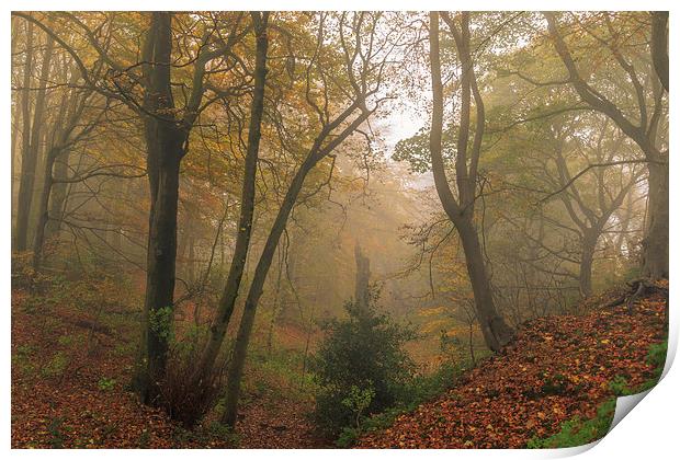 Foggy Autumn forest Leaves      Print by chris smith