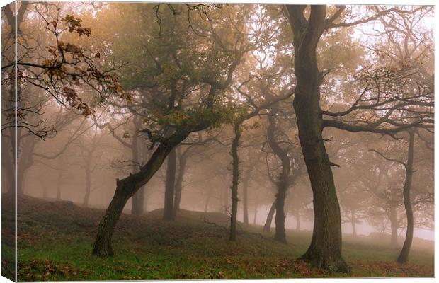 Fog in Autumn forest   Canvas Print by chris smith