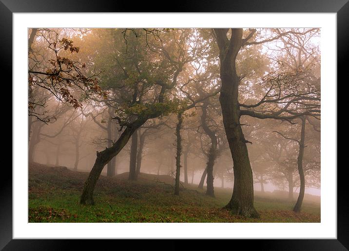 Fog in Autumn forest   Framed Mounted Print by chris smith