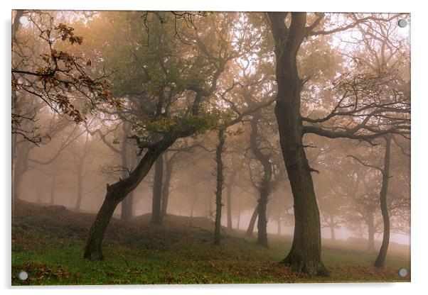 Fog in Autumn forest   Acrylic by chris smith