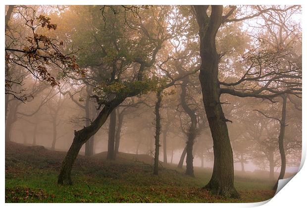 Fog in Autumn forest   Print by chris smith