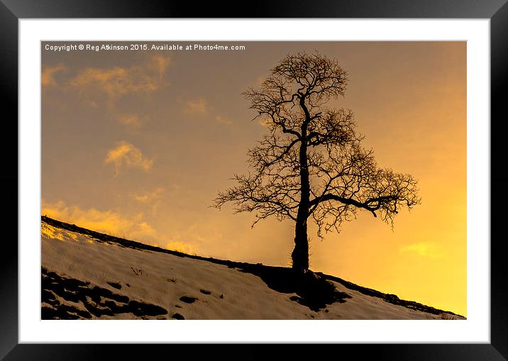  Alston Tree Sunset Framed Mounted Print by Reg K Atkinson