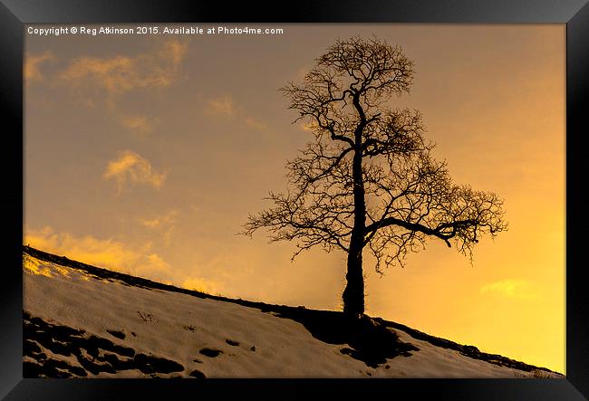  Alston Tree Sunset Framed Print by Reg K Atkinson