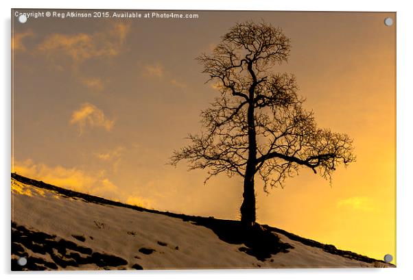  Alston Tree Sunset Acrylic by Reg K Atkinson