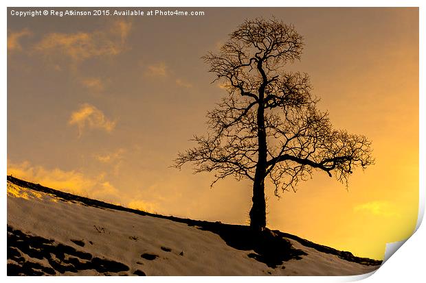  Alston Tree Sunset Print by Reg K Atkinson