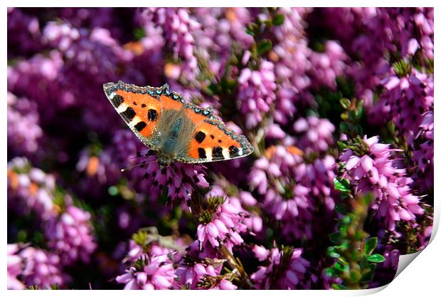 Small Tortoiseshell Butterfly Print by Malcolm Snook