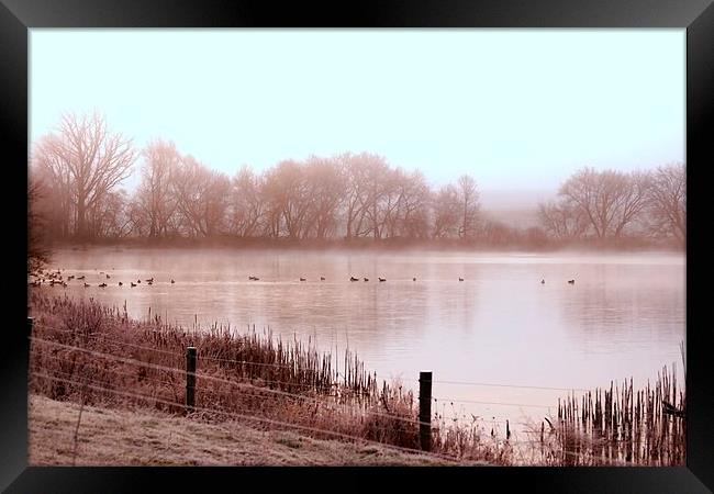  Frosty Morning on the pond Framed Print by shawn mcphee I