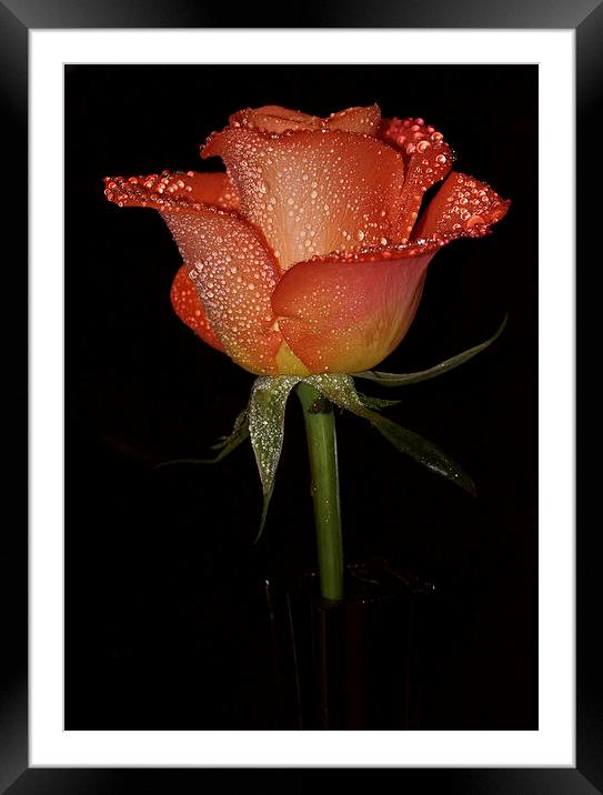  With this rose I give you my heart Framed Mounted Print by JC studios LRPS ARPS
