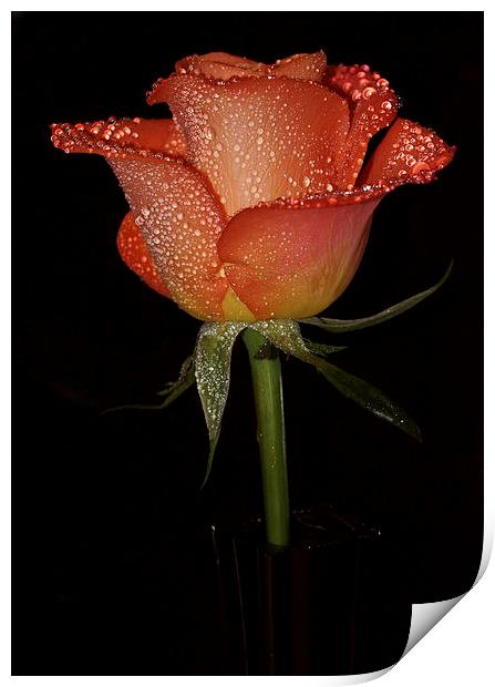  With this rose I give you my heart Print by JC studios LRPS ARPS