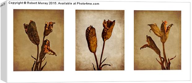 Seedpod Triptych Canvas Print by Robert Murray